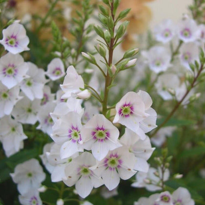 Parahebe plug plants garden white flowers evergreen perennial shrubs, pack of 3