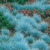 Blue grass plug plants festuca glauca perennial hardy garden rockery, pack of 3