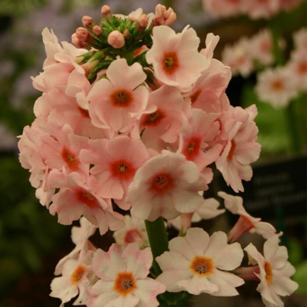 Primula japonica plug plants apple blossom flowers perennial hardy, pack of 3