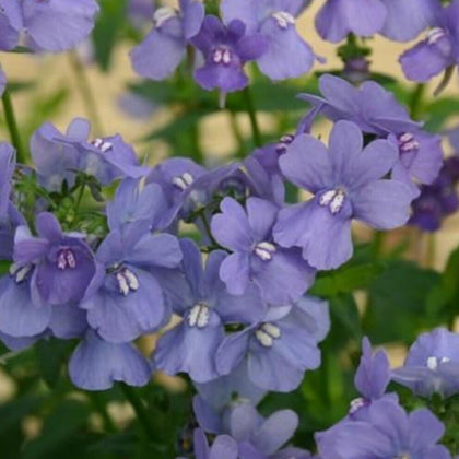 Nemesia plug plants garden soft blue flowers pot patio basket planter, pack of 3