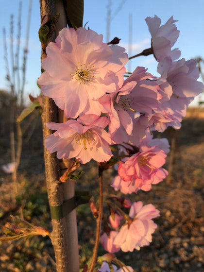 Prunus Accolade Half Standard Large BR ornamental tree 1.6-1.8m British Grown