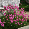 Armeria plug plants garden pink flowers evergreen perennial sea thrift pack of 3