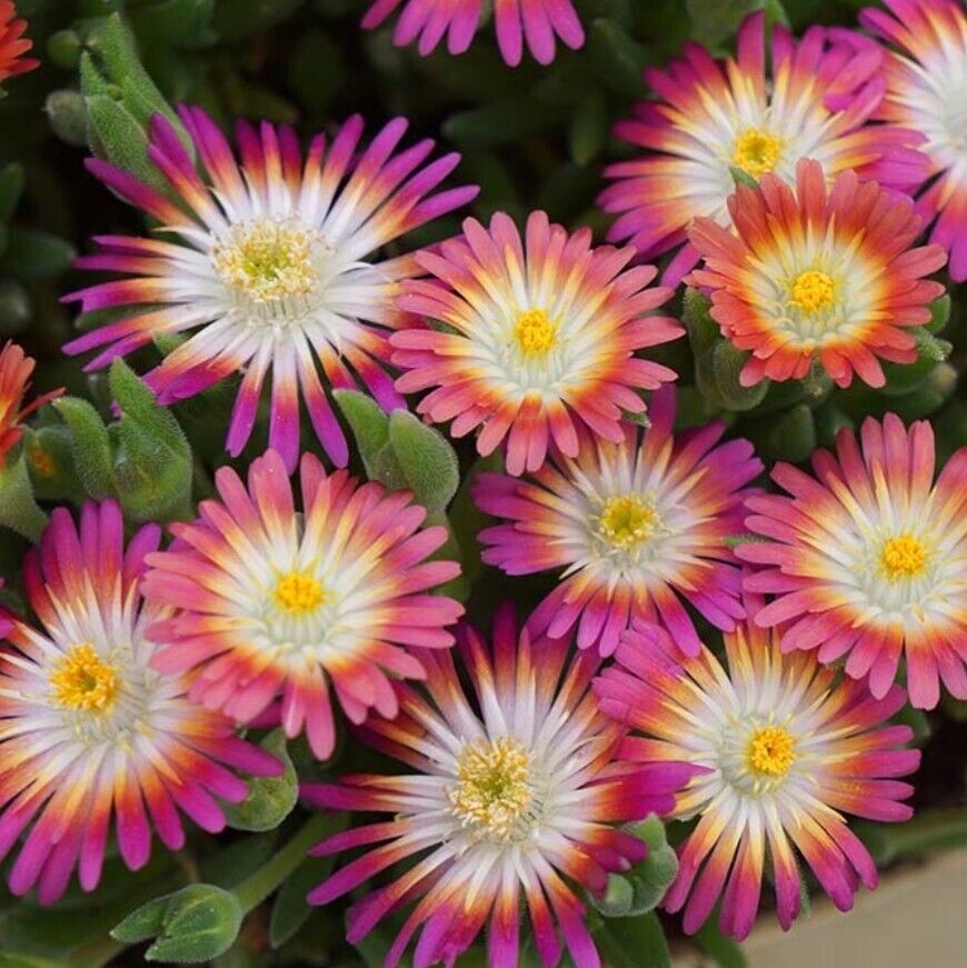 Delosperma plug plants succulent ruby red flowers evergreen ice plant, pack of 3