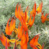 Lotus plug plants parrot's beak orange flowers trailing perennial, pack of 3