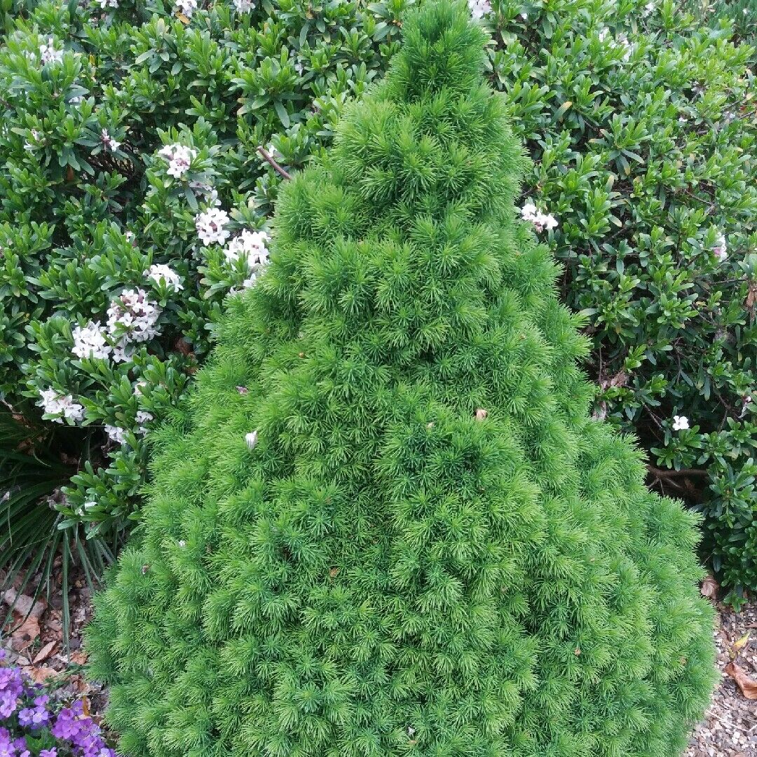4 Picea glauca var.albertiana Conica Dwarf Conifer