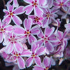 Phlox plug plants garden pink white flower evergreen pot patio planter pack of 3