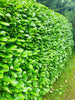 40×(1.5-2ft) tall Cherry Laurel Hedging plants