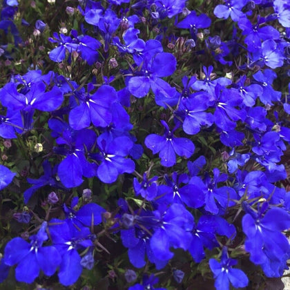 Lobelia mini plug plants crystal palace flowers pot basket patio, pack of 12