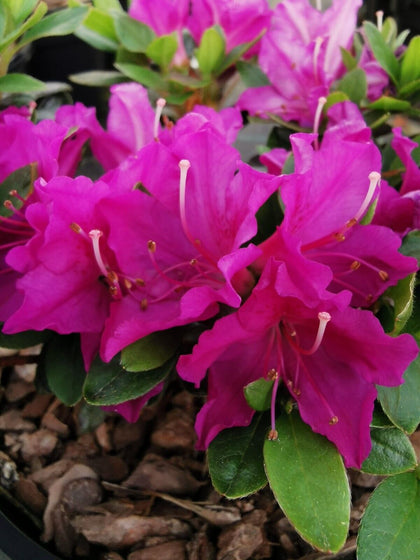 3 X PURPLE AZALEA JAPANESE EVERGREEN SHRUB GARDEN FLOWERS IN P9 POT