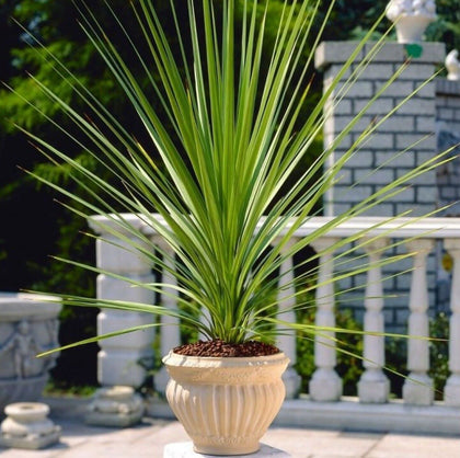 Cabbage Palm plug plants cordyline australis garden hardy perennial, pack of 3