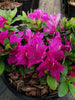 3 X PURPLE AZALEA JAPANESE EVERGREEN SHRUB GARDEN FLOWERS IN P9 POT