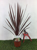 8 Cordyline Australis Red Star Palm 30-40cm Potted Patio Shrub Plant