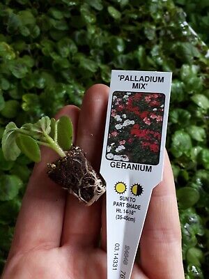 x15 Antirrhinum Snapshot Snapdragon Mixed MINI PLUG PLANTS Garden Plant Flowers