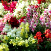 x15 Antirrhinum Snapshot Snapdragon Mixed MINI PLUG PLANTS Garden Plant Flowers