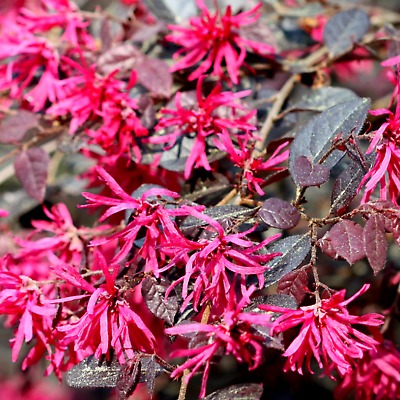 Loropetalum Plum Gorgeous Chinese Fringe