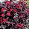 Loropetalum Plum Gorgeous Chinese Fringe