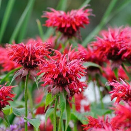 Bergamot plug plants fragrant scarlet red flowers perennial monarda, pack of 3