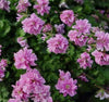 Erodium storksbill plug plants double pink flowers evergreen perennial pack of 3
