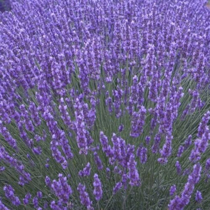 Lavender plug plants fragrant munstead blue flowers perennial shrubs, pack of 3