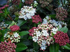 1 x Viburnum Tinus Eve Evergreen Hardy Shrub Garden Plant 9cm Pots