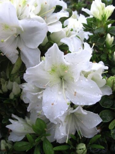 3 X WHITE AZALEA JAPANESE EVERGREEN SHRUB GARDEN FLOWERS IN P9 POT