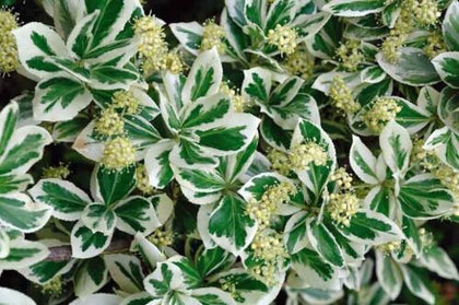 18 Euonymus Emerald Gaiety Evergreen Hardy Shrub - 9cm Pots