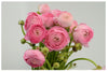 20 Ranunculus Asiaticus PINK Summer Flowering Bulbs Garden Perennial Buttercup