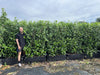 Cherry Laurel – Prunus Laurocerasus Rotundafolia 170 -200cm Instant hedge