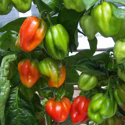 Scotch Bonnet Chilli Pepper Seeds - Qty 50 - Kings Seeds Vegetable Seeds