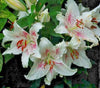 3 x LILIUM Muscadet - Oriental Hybrid Lily - Perennial Garden Plant BULBS