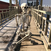 170CM Skeleton Full Size Poseable Human Halloween Party Prop Haunted House Decor