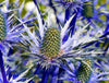 SEA HOLLY SEEDS BLUE COASTAL PERENNIAL FLOWER ERYNGIUM SLYNE GARDEN