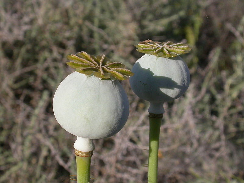 P. Somniferum Giganteum Poppy Seeds - The Giant Poppy x 1000 seeds