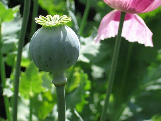 P. Somniferum Giganteum Poppy Seeds - The Giant Poppy x 1000 seeds