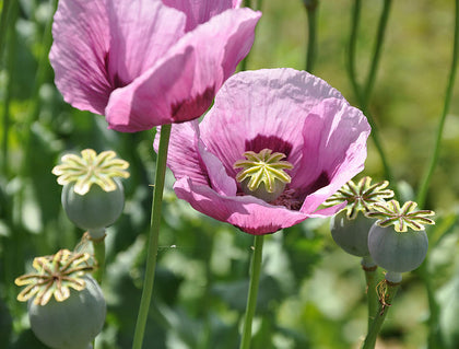 P. Somniferum Giganteum Poppy Seeds - The Giant Poppy x 1000 seeds