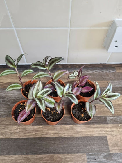 Tradescantia Zebrina x1 - wandering jew plant - inch plant - ROOTED cuttings