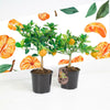 Standing scent Tangerine citrus fruit tree @ 12cm pot outdoor indoor house Plant