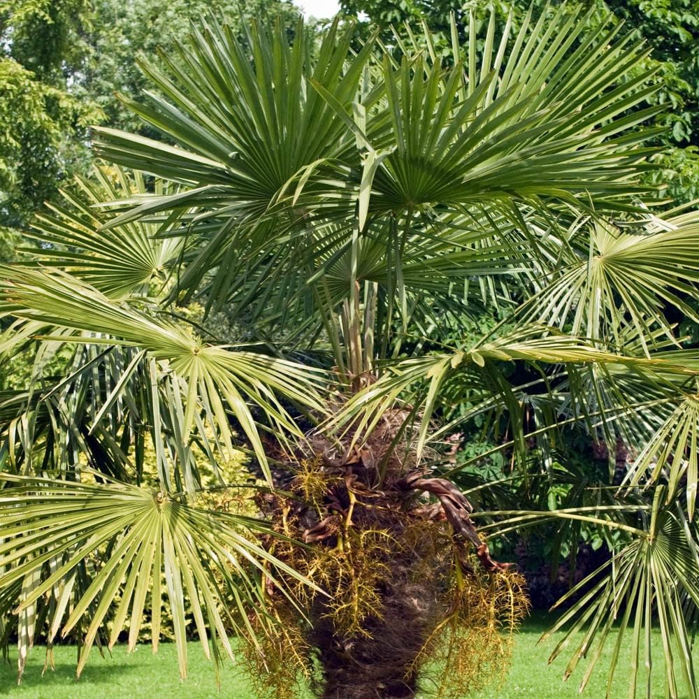 1 x Hardy Fan Palm, Trachycarpus forunei, Outdoor, 50-55cm Tall, Exotic Patio Plant for Mediterranean Style Gardens Supplied as 1 x Established Fan Palm