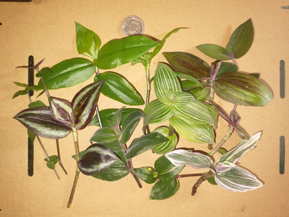 10 X UNROOTED Mixed Tradescantia Cuttings (5+cm). Lucky dip! Easy to care for!