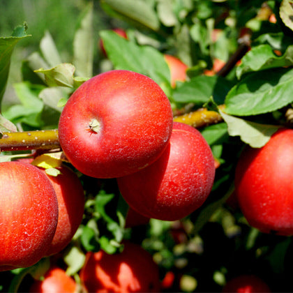 Red Devil Apple Tree 3-4ft Tall, Self-Fertile