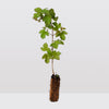 3 Viburnum opulus - Guelder Rose - 45cm tall - Better than bare root