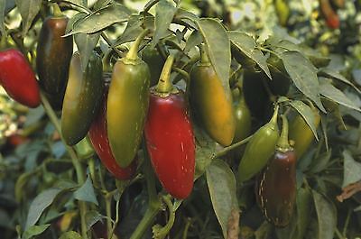 Vegetable - Pepper (Chilli) - Jalapeno - 200 Seeds