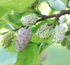 White Mulberry 20 Seeds (Morus Alba)