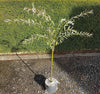 Salix Integra 'Hakuro-nishiki' Flamingo Willow 80cm Standard Tree in a 3L Pot