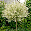 Salix Integra 'Hakuro-nishiki' Flamingo Willow 80cm Standard Tree in a 3L Pot