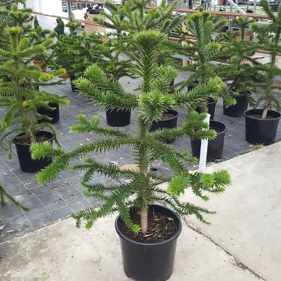 Monkey Puzzle Tree 3 year old tree in a 1L Pot