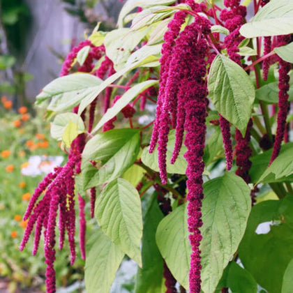 100 Red Amaranthus Seeds