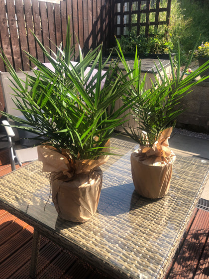 Pair of Phoenix Palm Canariensis Exotic Outdoor Plants Drought Tolerant Evergreen Palm Tree Canary Island Date Baring Tropical Spiked Foliage 2X Palms in 1.5L Pots