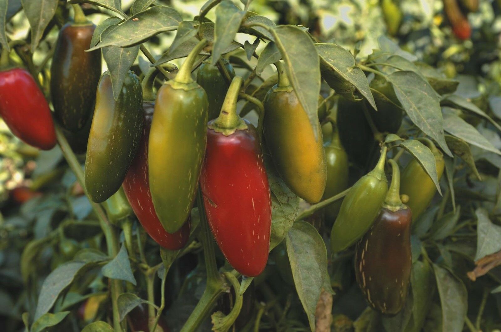 Vegetable - Hot Pepper - Chilli - Jalapeno - 60 Seeds - Economy