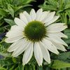 Echinacea SunSeekers White - Coneflower | Outdoor Perennial Plants